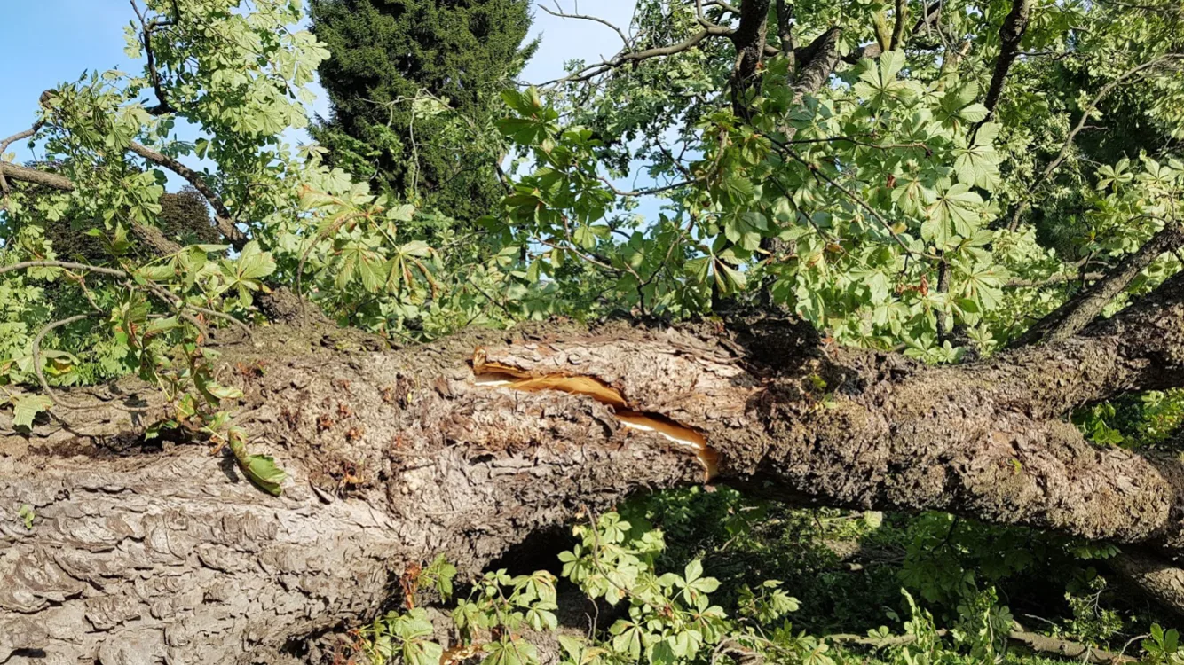 Il tronco dell’ippocastano monumentale del Castello di Brandizzo a terra dopo la tempesta, tra i rami e le foglie
